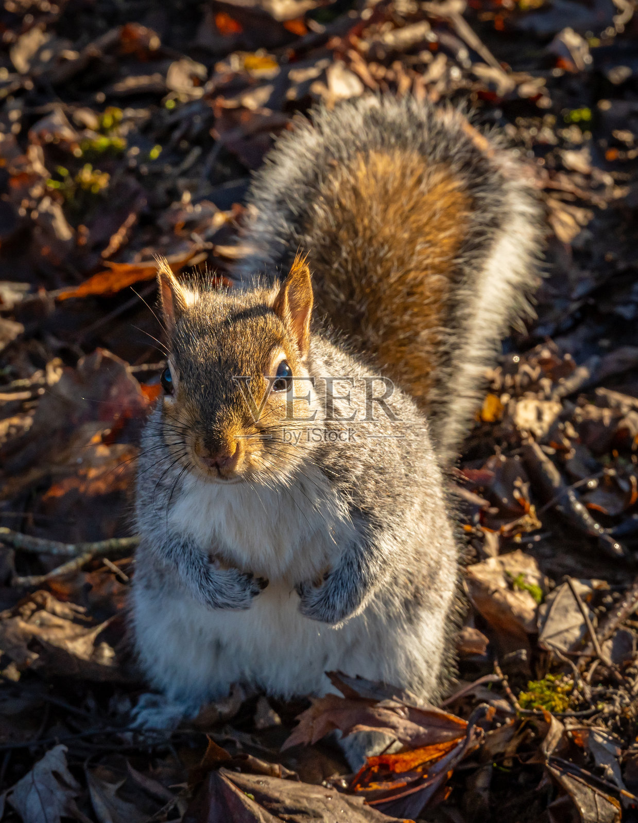 灰松鼠在看镜头照片摄影图片