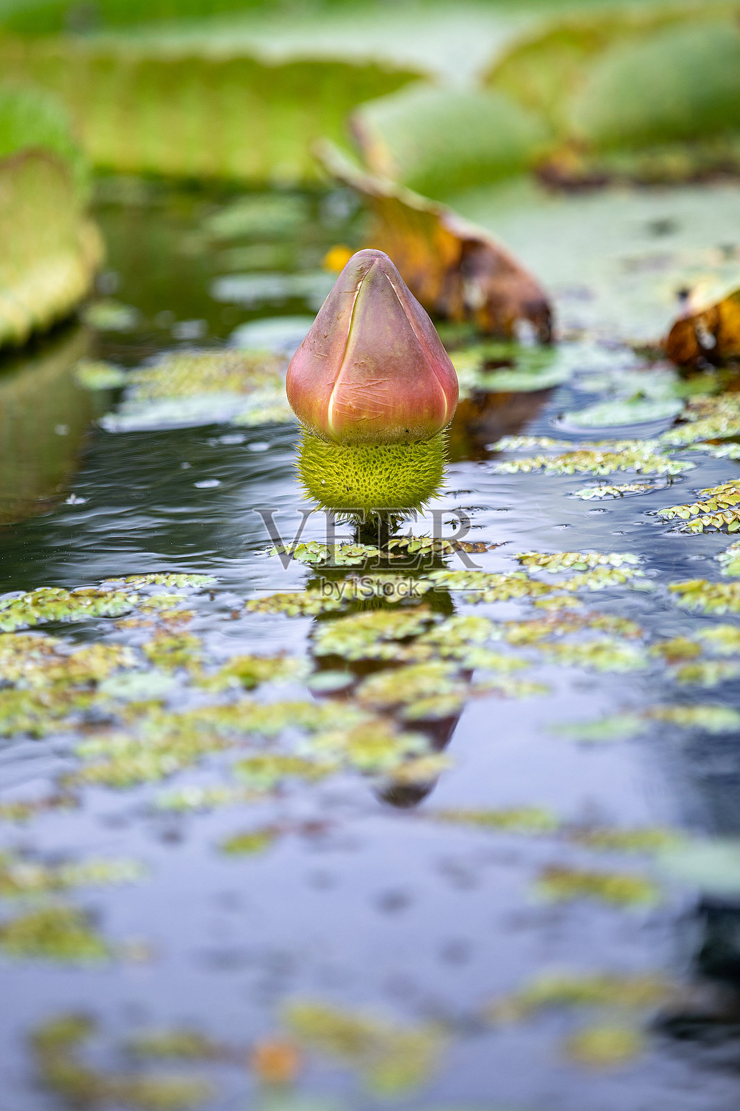 莲花照片摄影图片