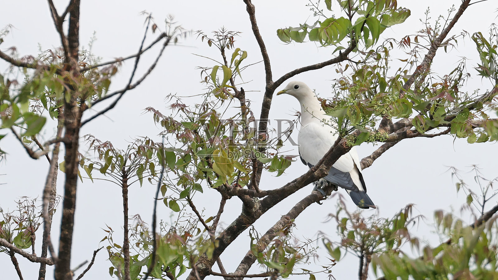 托雷斯帝国鸽（Ducula spilorrhoa），巴布亚新几内亚的鸟类照片摄影图片