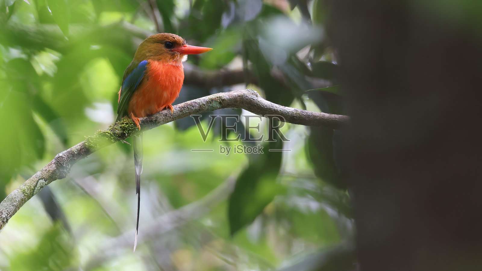 棕头天堂翠鸟（Tanysiptera danae），巴布亚新几内亚特有鸟类照片摄影图片