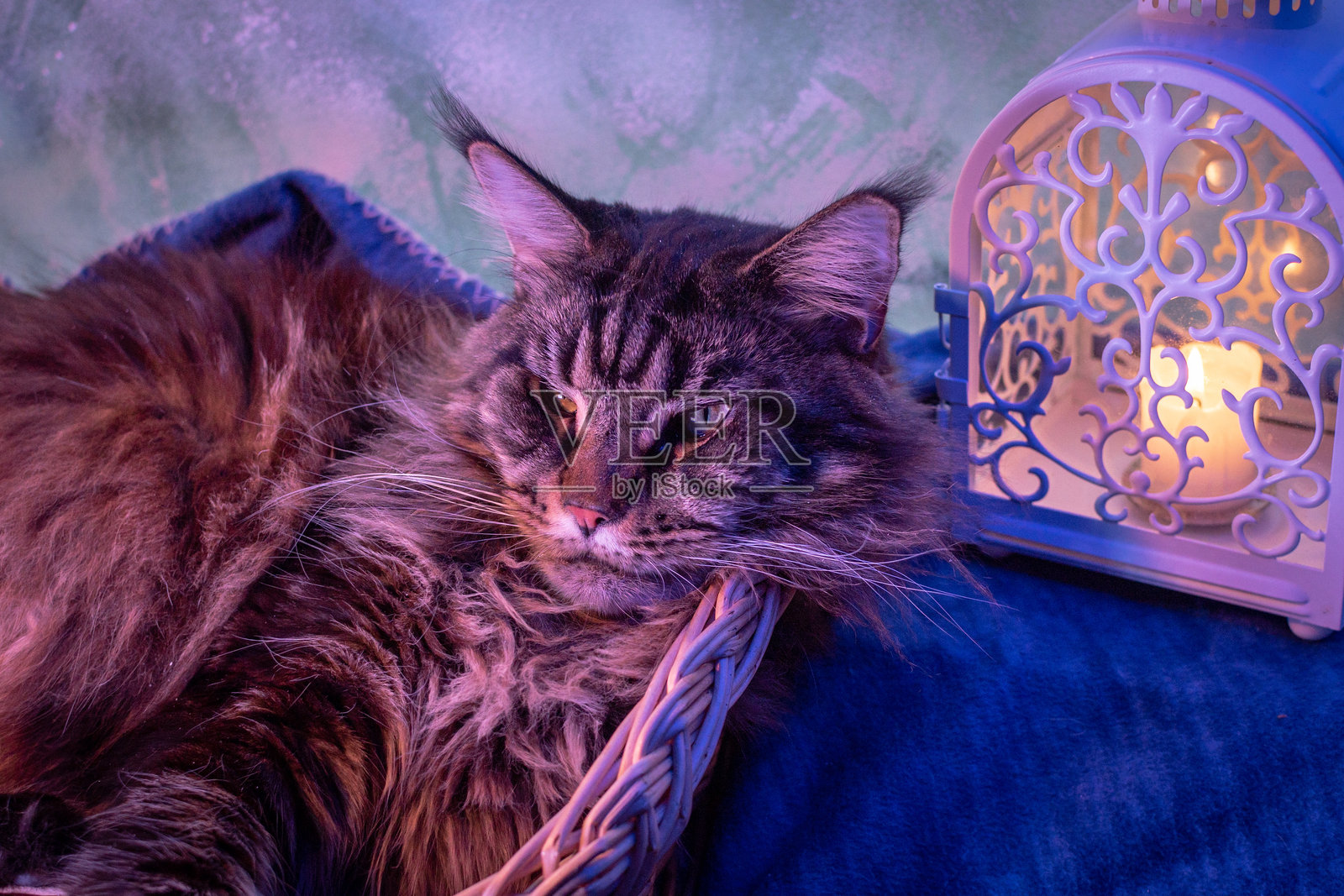 在温馨的氛围中，带着灯笼的缅因猫肖像照片摄影图片