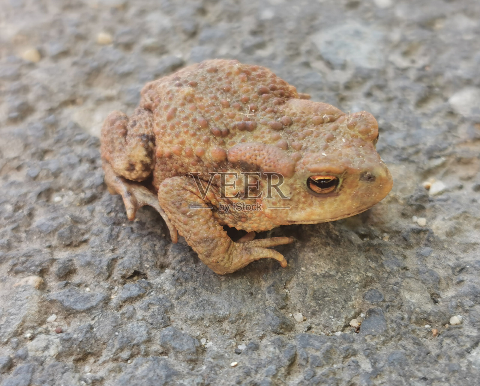 自然中的棕色蟾蜍照片摄影图片
