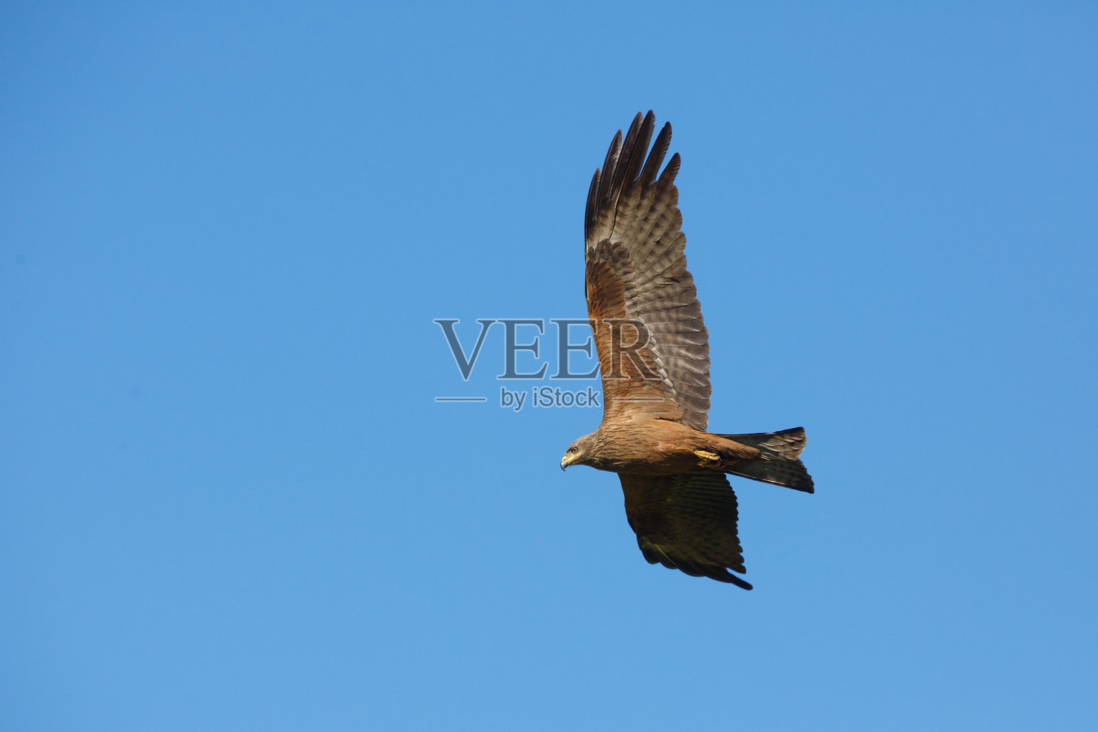 一只猛禽在地形上空飞翔，寻找食物。照片摄影图片