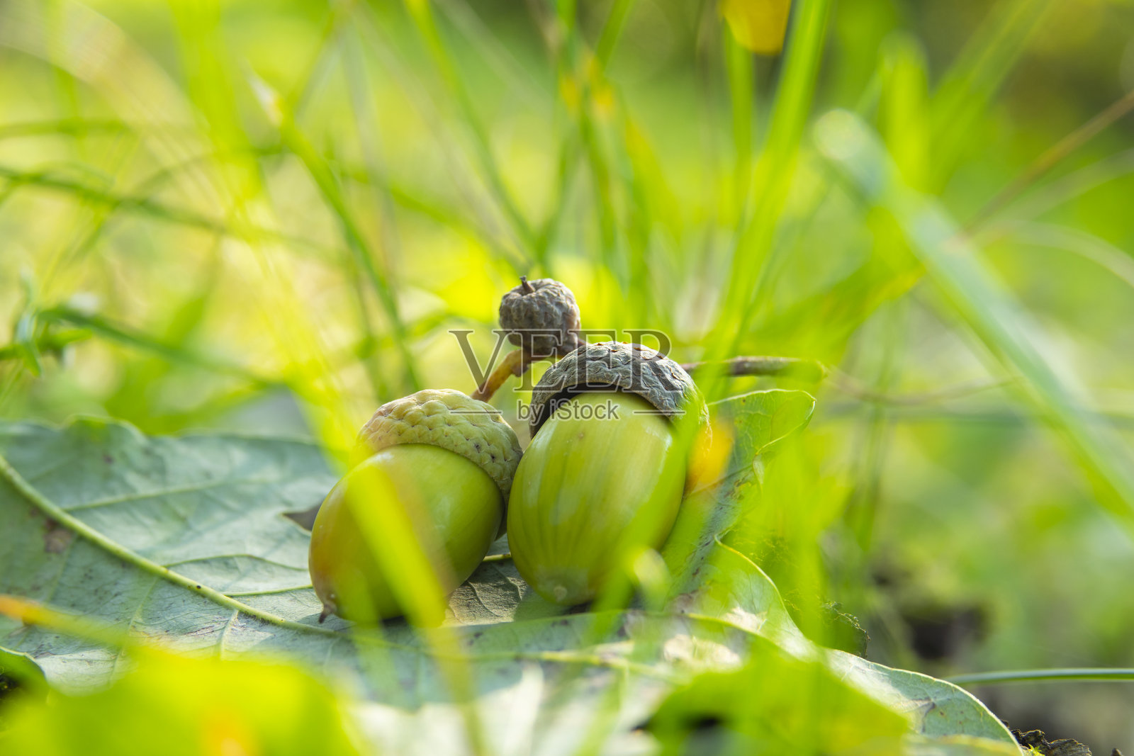 两个橡果躺在一片橡树叶上照片摄影图片