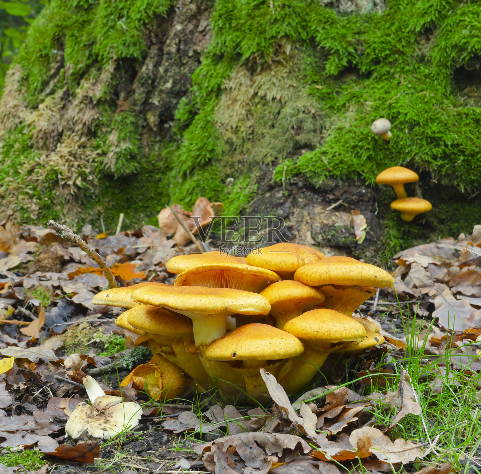 秋季云杉森林中的橙色蘑菇照片摄影图片