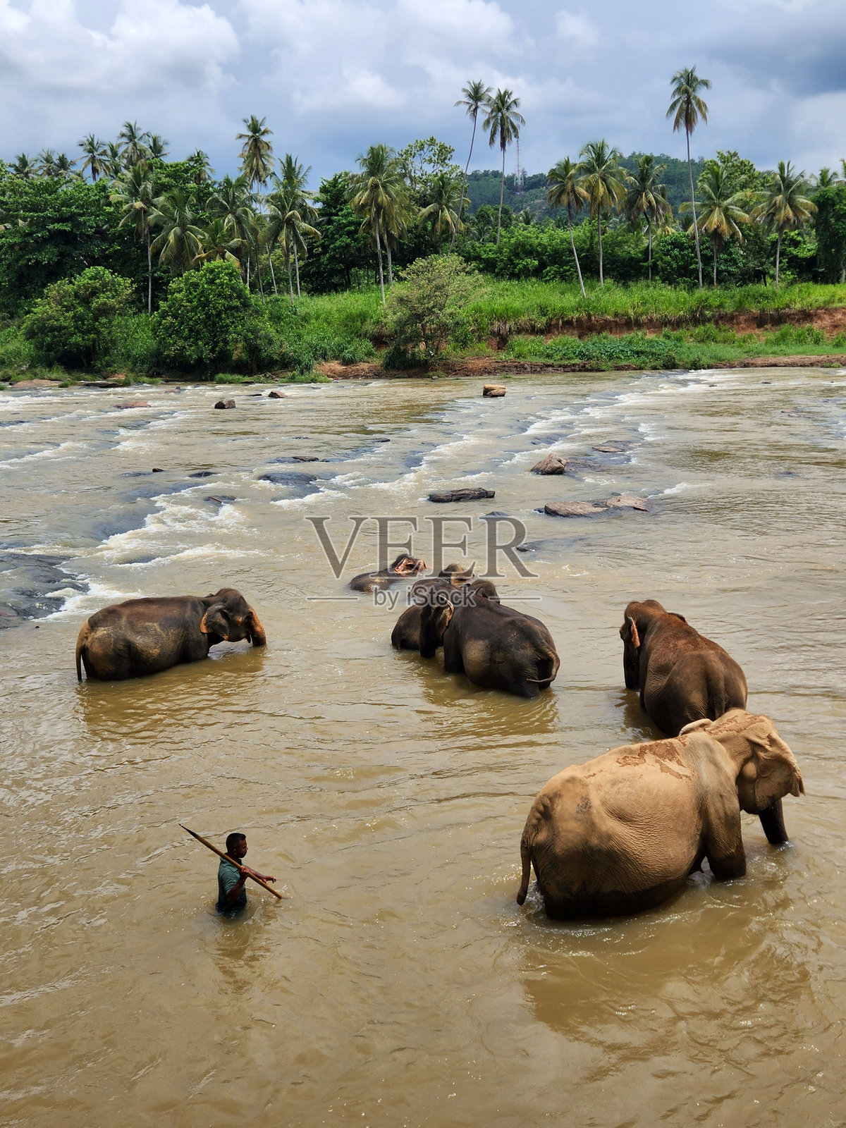 一群大象站在泥泞的河中，河底可见岩石。照片摄影图片