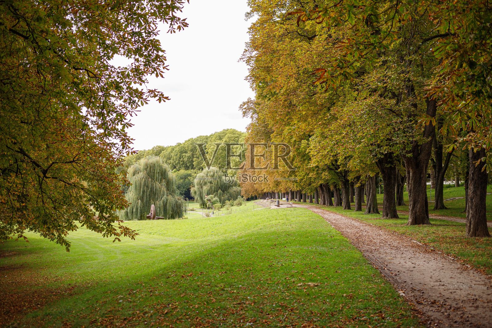 宁静的秋季公园，铺有碎石的小径，黄叶树木和绿草坪在明亮的天空下。照片摄影图片