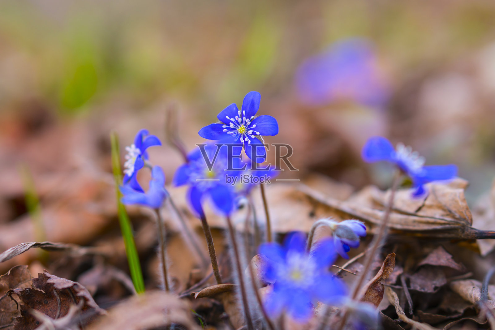 春天的第一朵花：肝花照片摄影图片