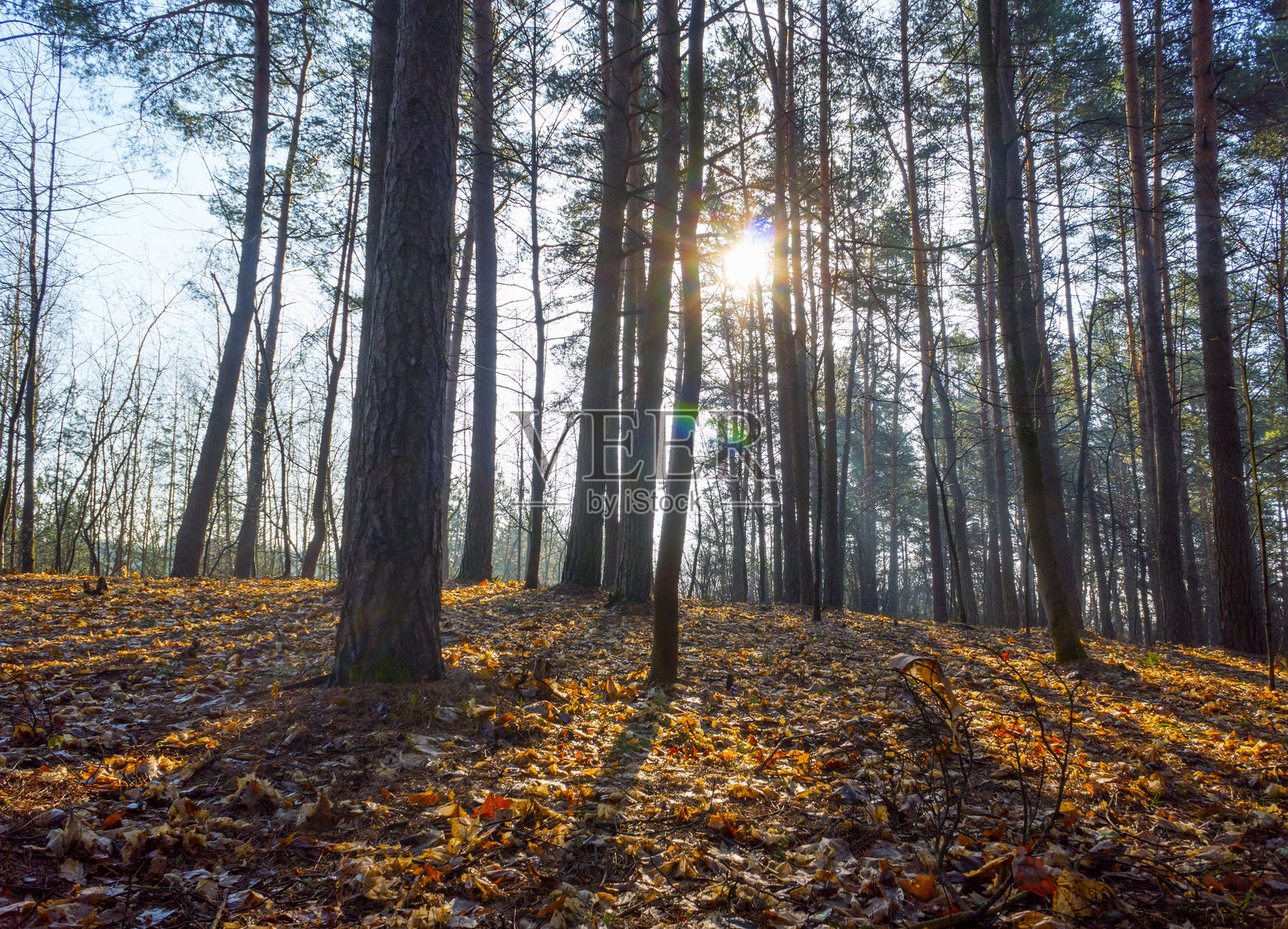 春天的森林与阳光照片摄影图片