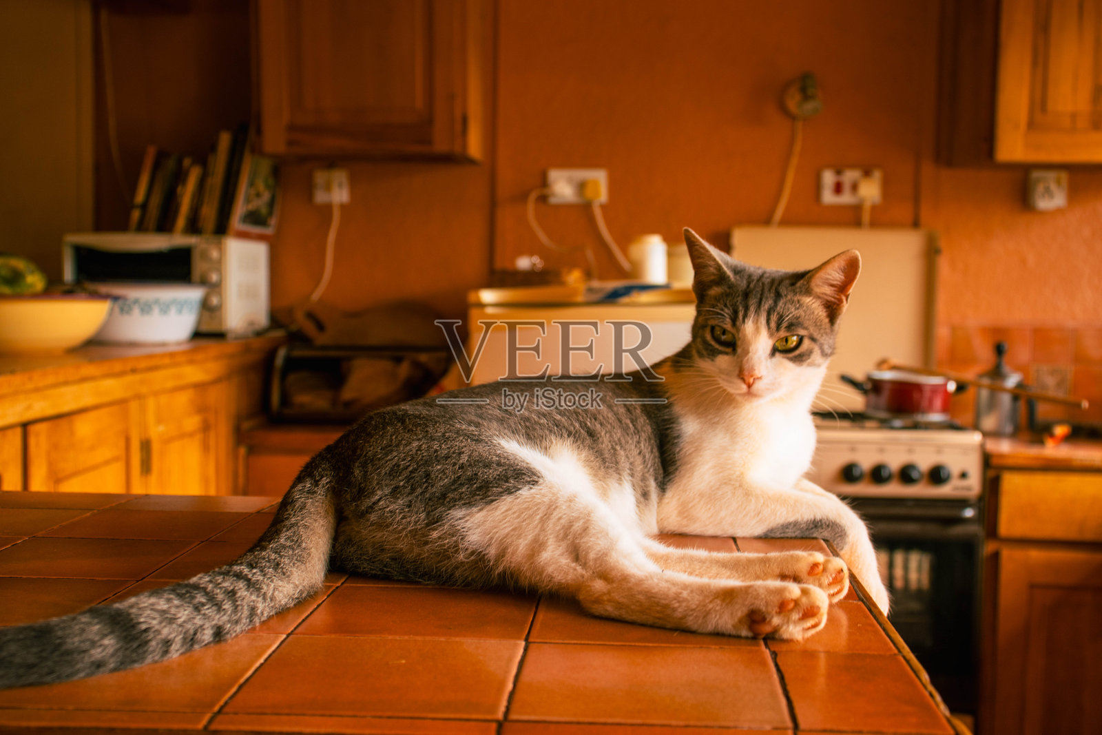 一只猫在厨房台面上休息照片摄影图片