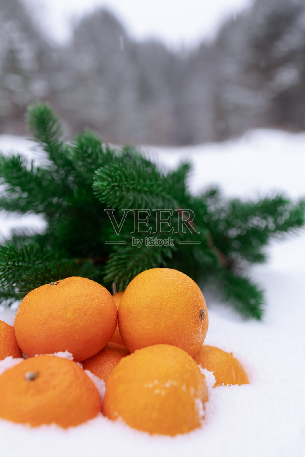 雪地上的橘子和冷杉枝条照片摄影图片