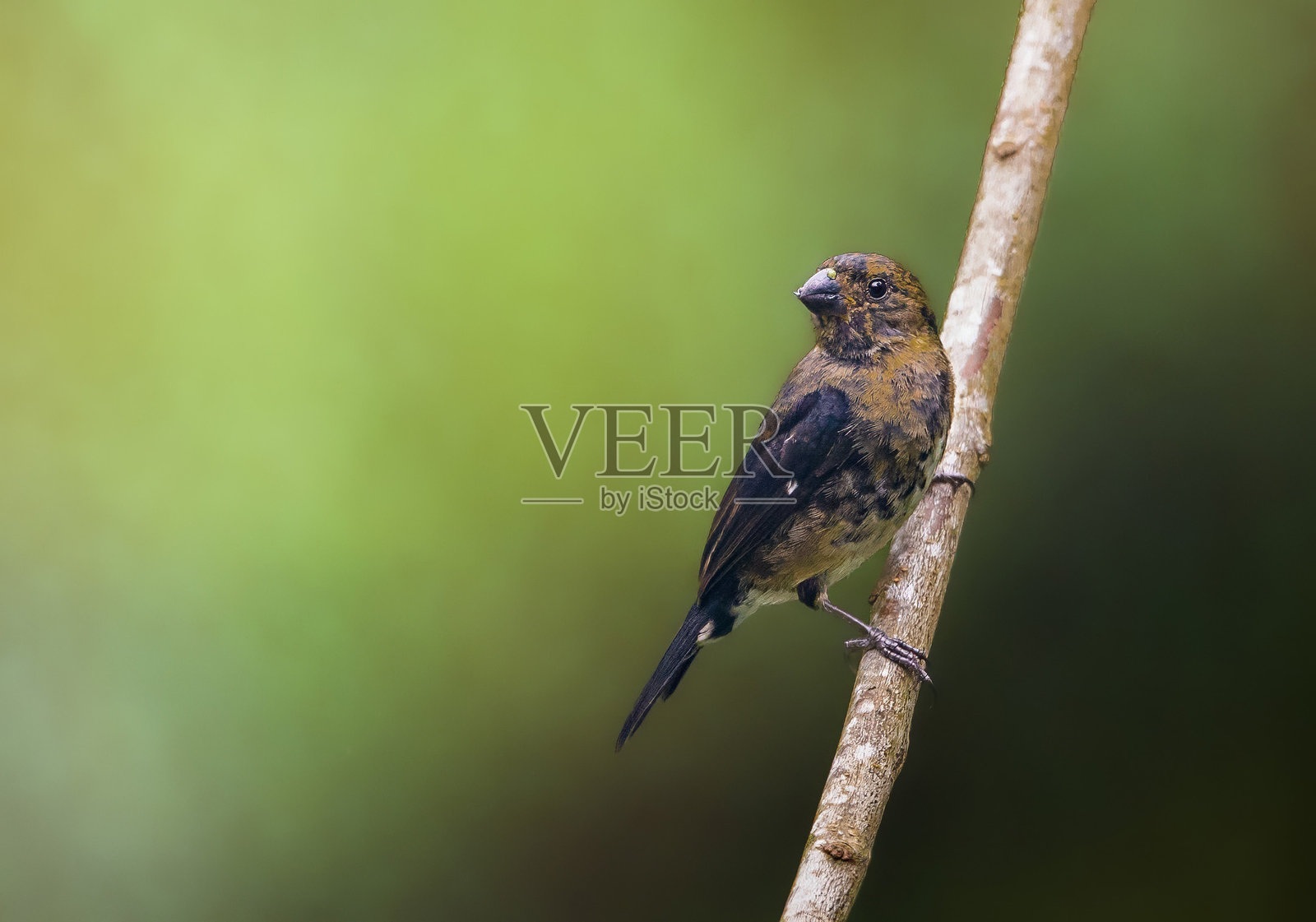 变种种子鸟 (Sporophila corvina)照片摄影图片