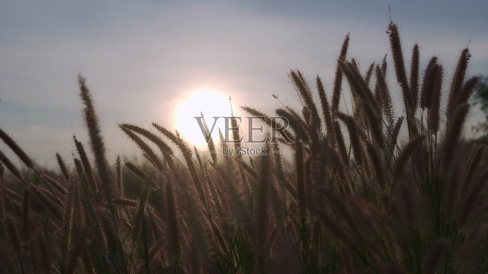 草花，草原，日落，美丽的自然照片摄影图片