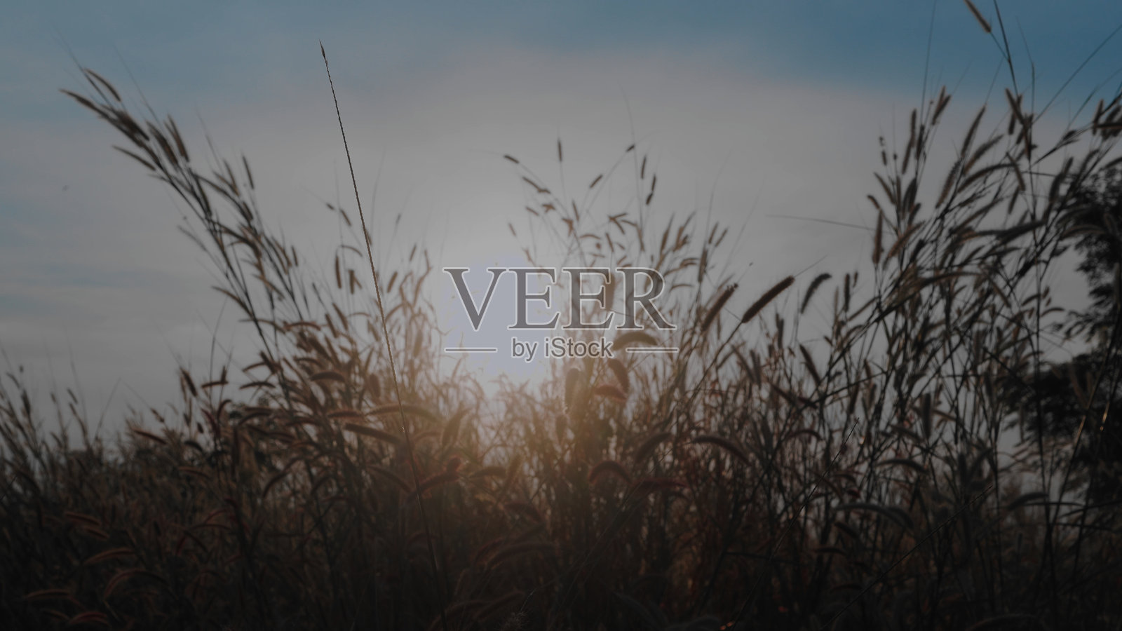 草花，草原，日落，美丽的自然照片摄影图片