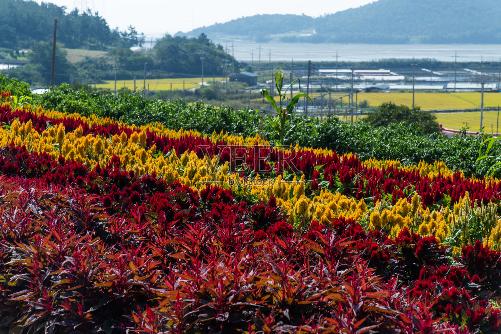 海边的鸡冠花照片摄影图片