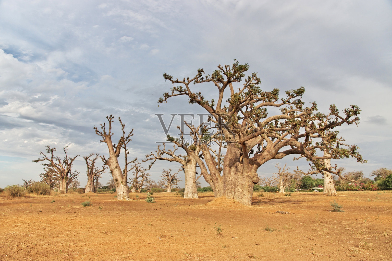 靠近达喀尔的猴面包树林，塞内加尔，西非照片摄影图片