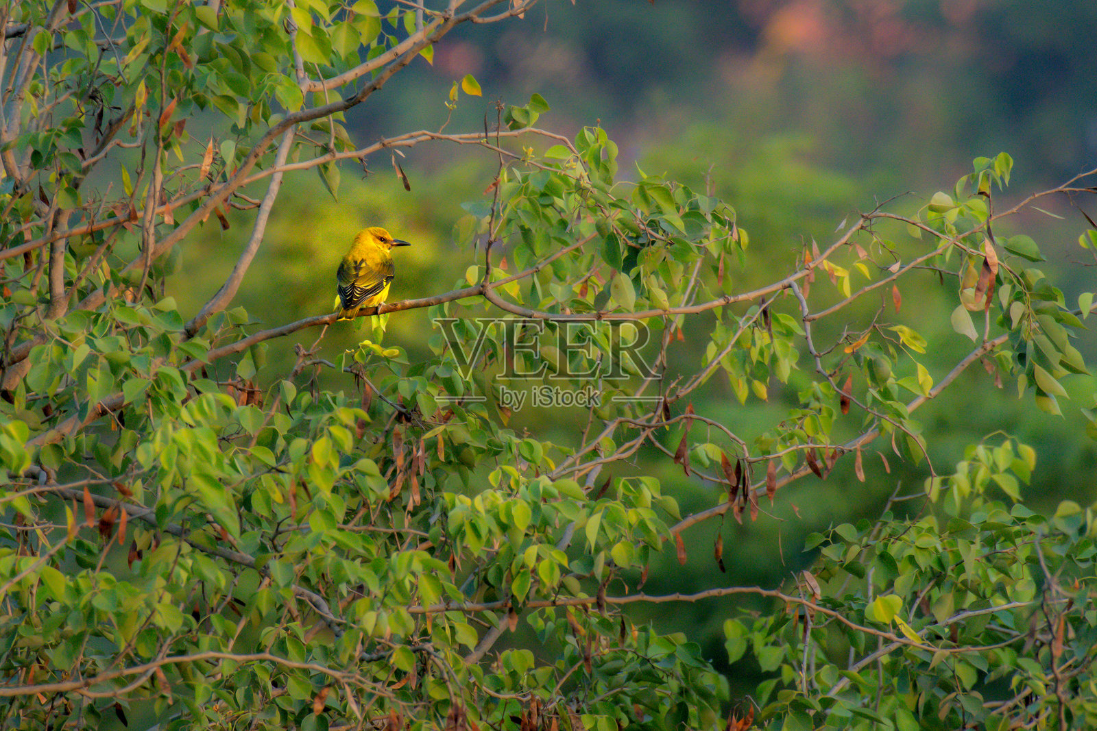 印度金莺栖息在树上照片摄影图片