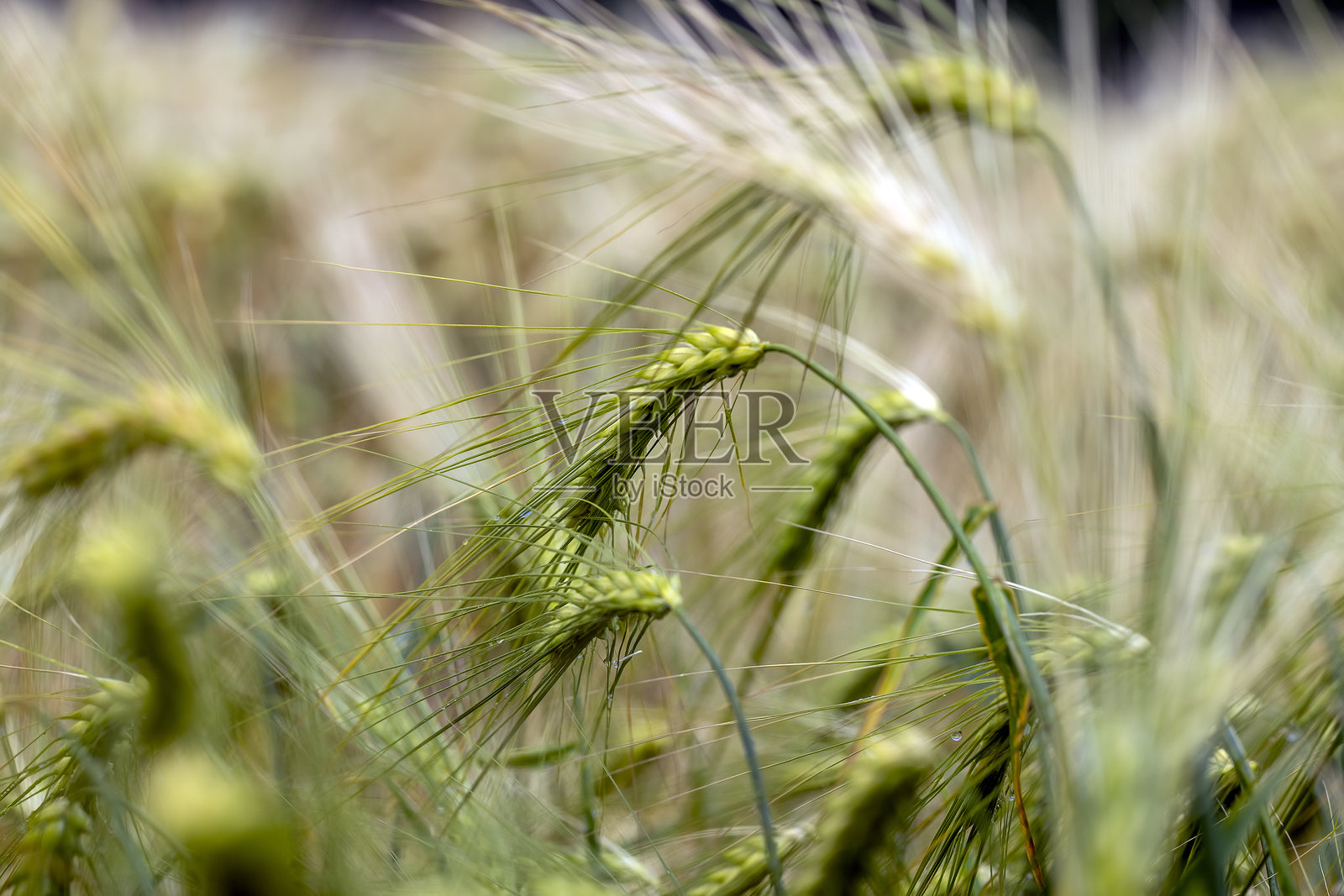 雷雨过后的麦田照片摄影图片