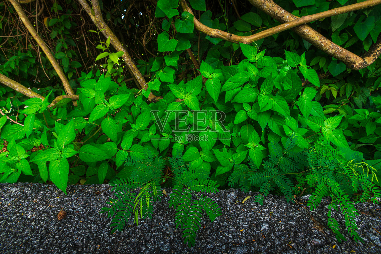黑灰色沥青道路与绿色叶子，带有纹理的自然绿背景照片摄影图片