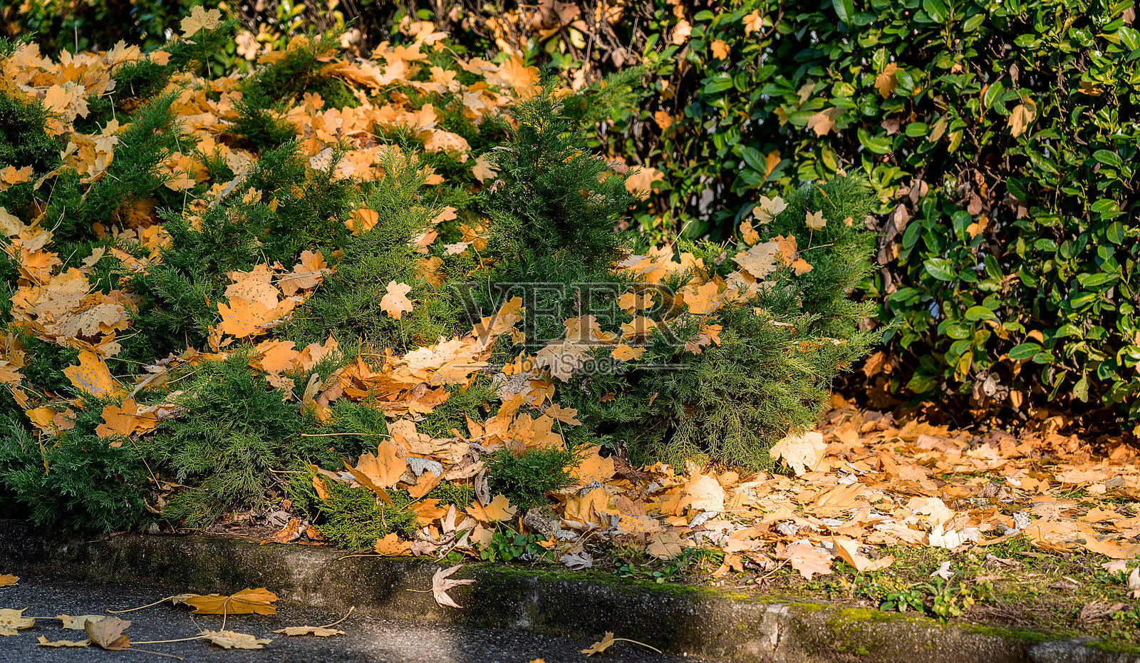 树叶照片摄影图片