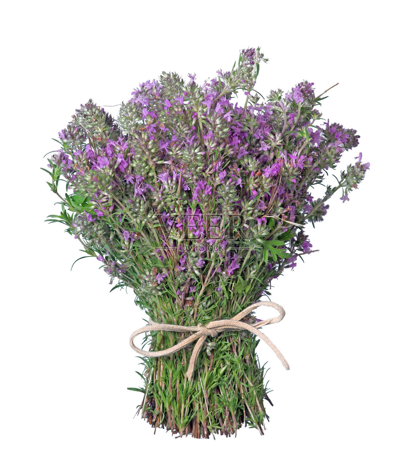 疗愈草药。新鲜百里香束，背景为白色。照片摄影图片