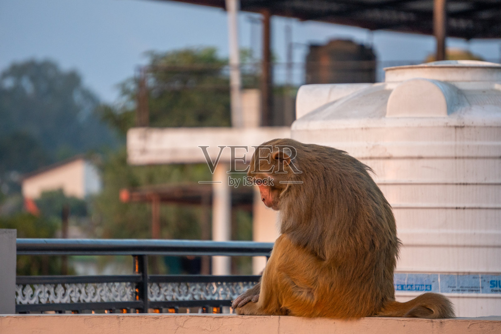 城市屋顶上的猕猴（Macaca mulatta）照片摄影图片