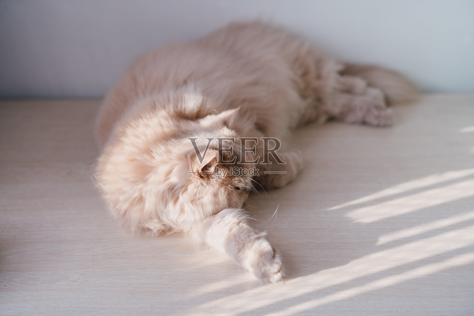 黄色的英国长毛猫在桌子上睡觉，享受阳光。照片摄影图片