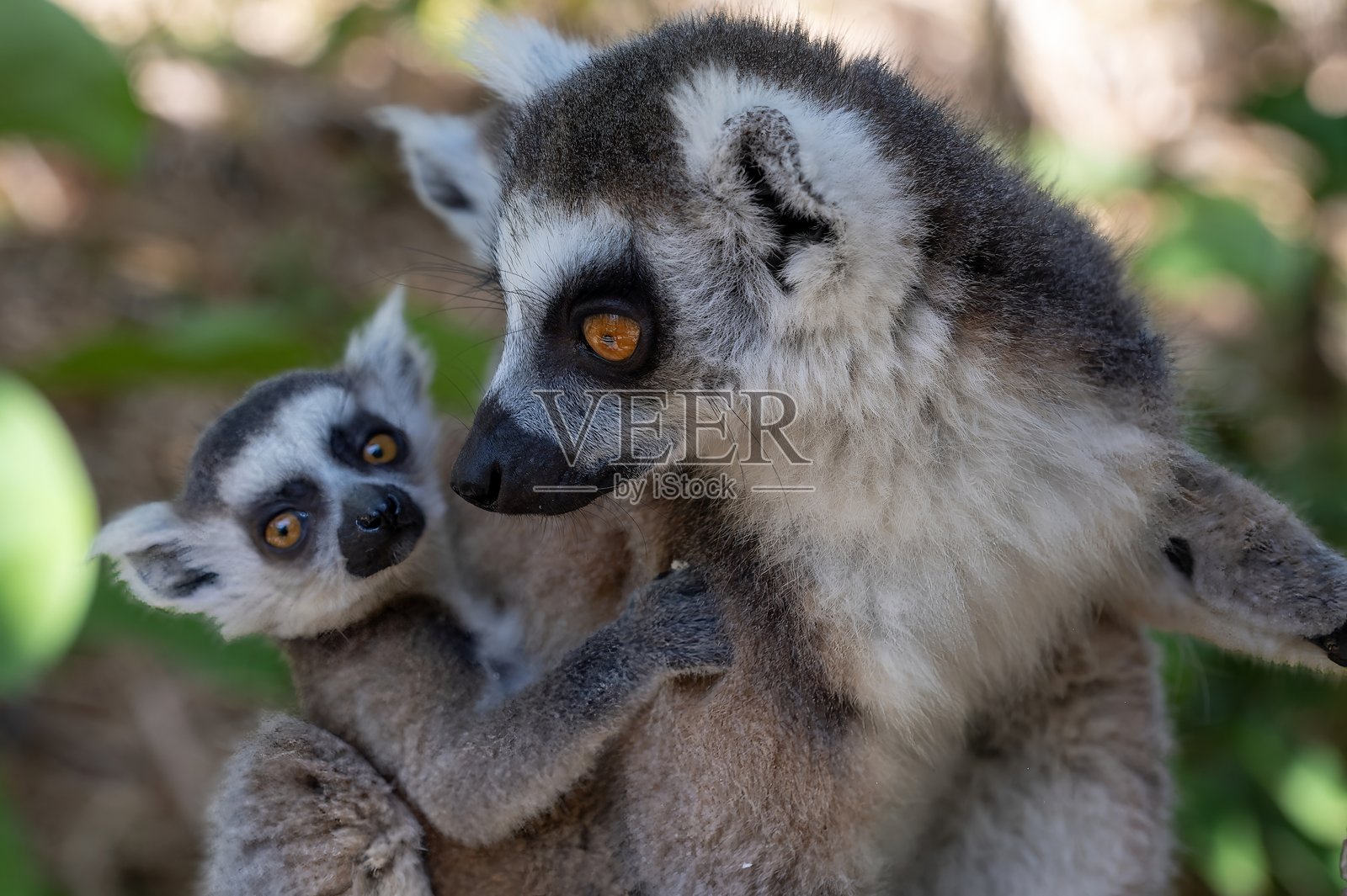 环尾狐猴（Lemur catta）与幼崽。特写。马达加斯加的自然。照片摄影图片