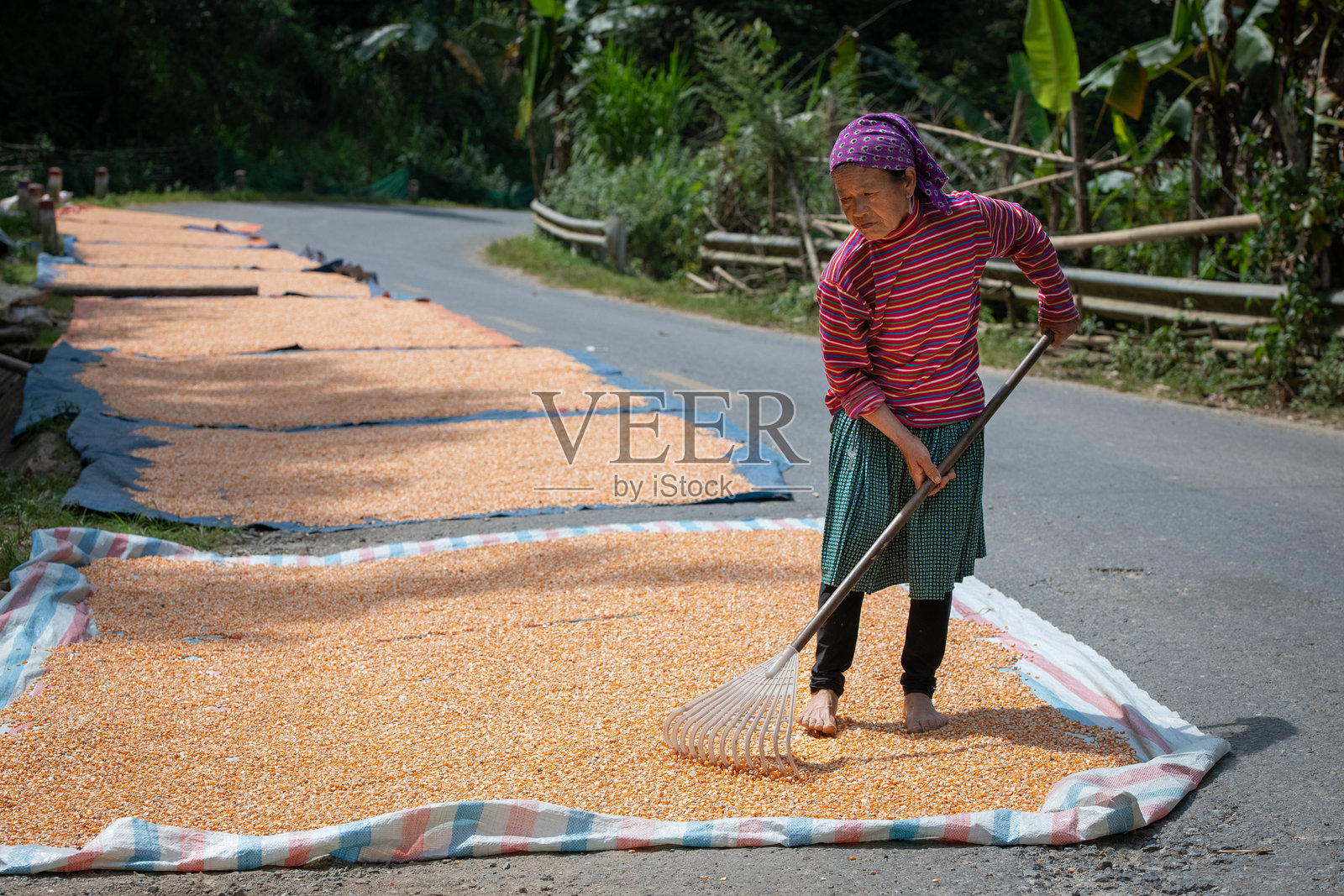 越南老街省巴哈附近的路边，一位女性正在晾晒玉米。照片摄影图片