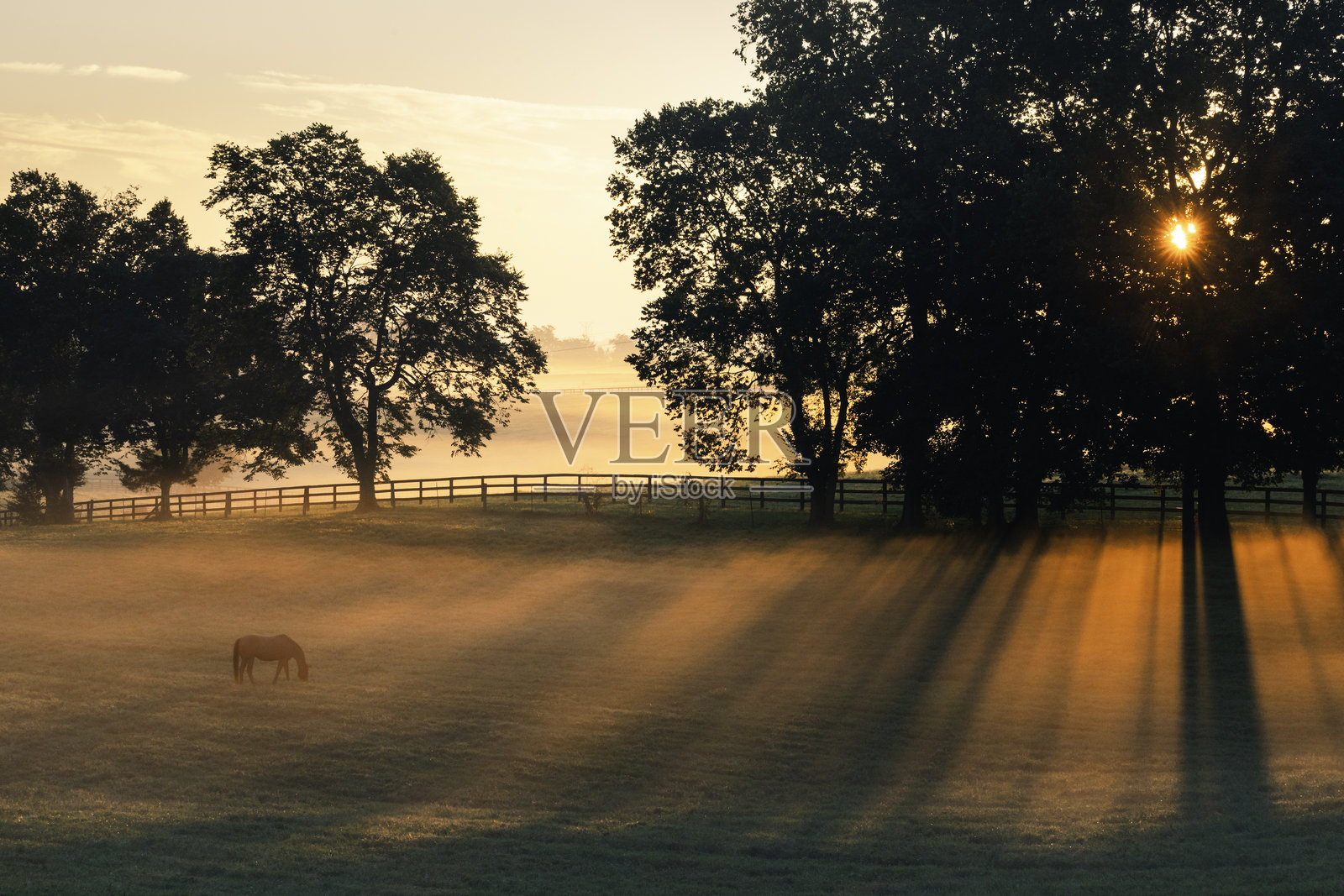 肯塔基州日出时分的孤独马匹照片摄影图片