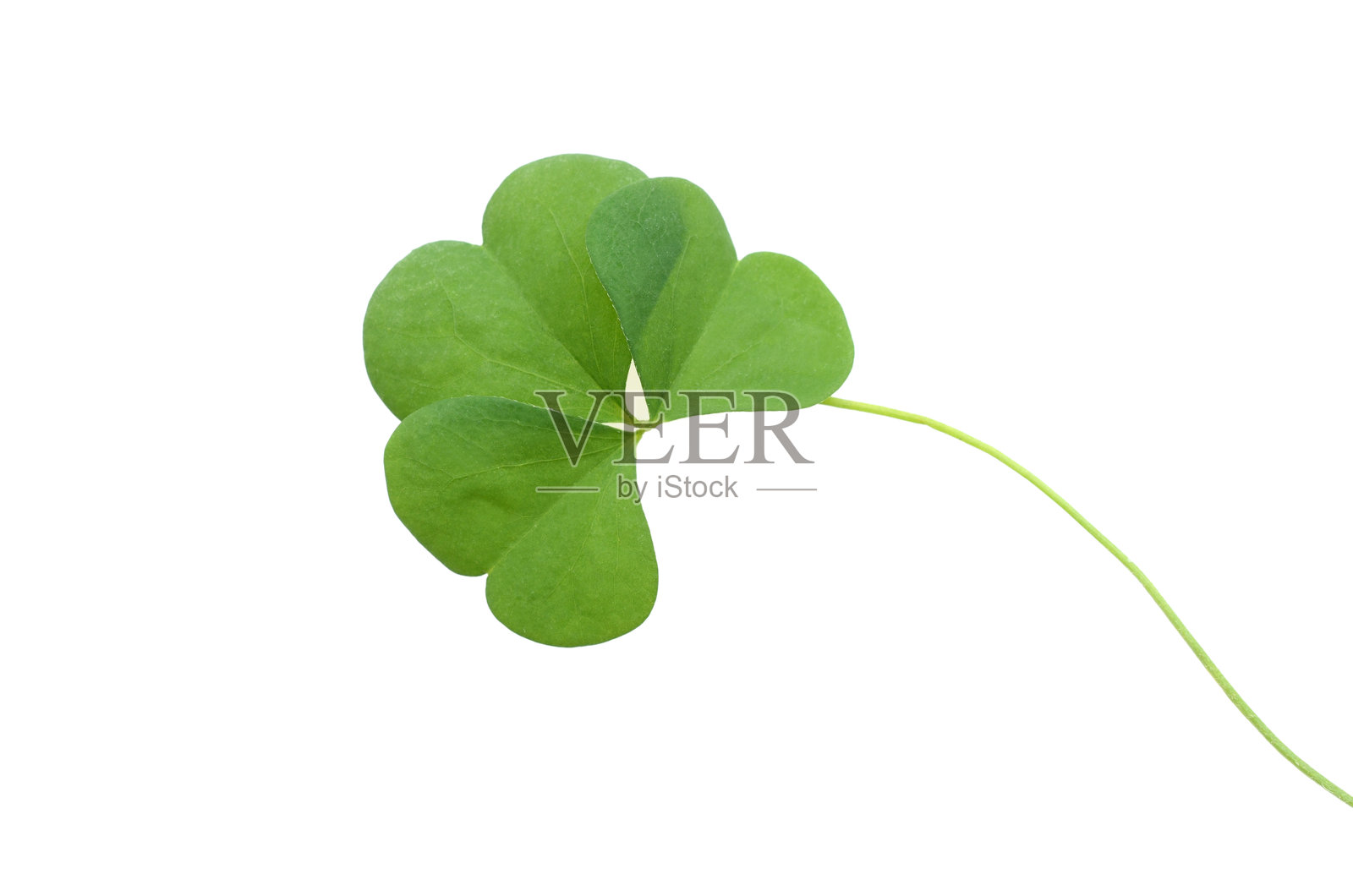 一片孤立在白色背景上的绿色三叶草叶子照片摄影图片