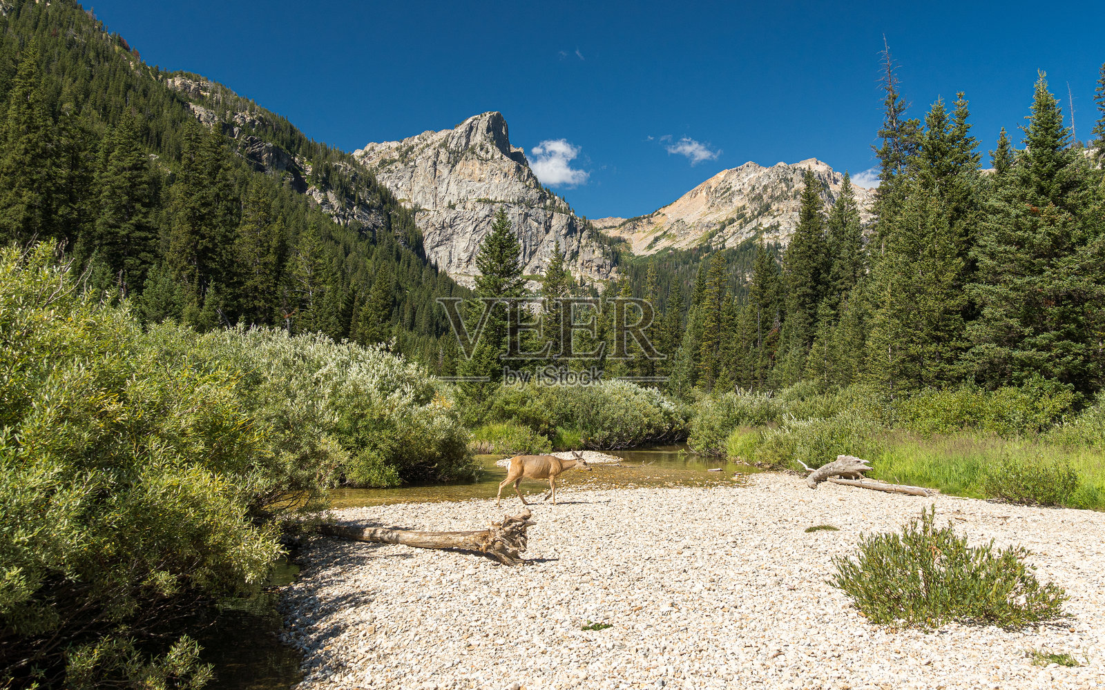 在怀俄明州大提顿国家公园的卡斯凯德溪岸边的一只骡鹿照片摄影图片