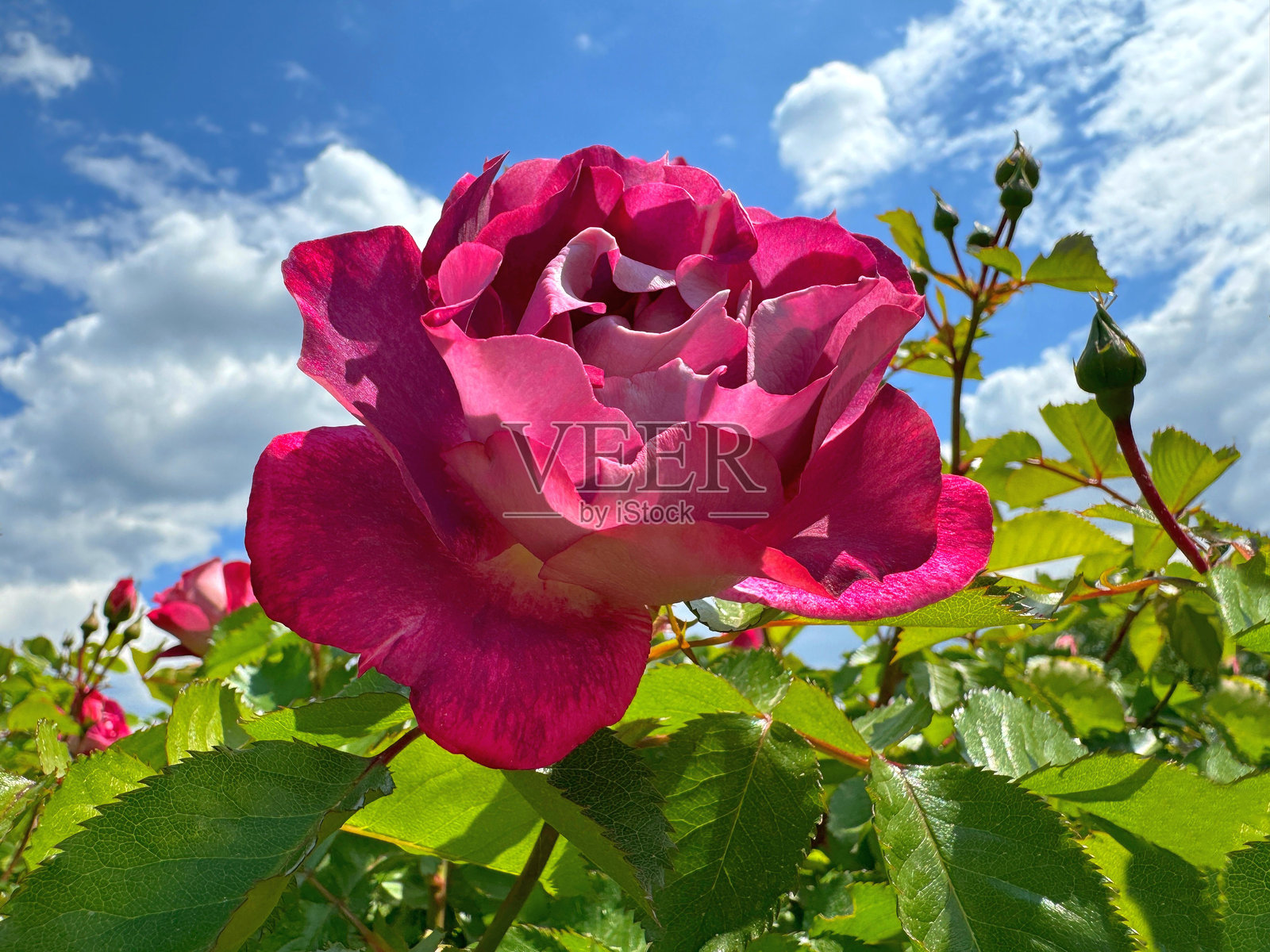 夏季花园中美丽的粉色玫瑰花。照片摄影图片