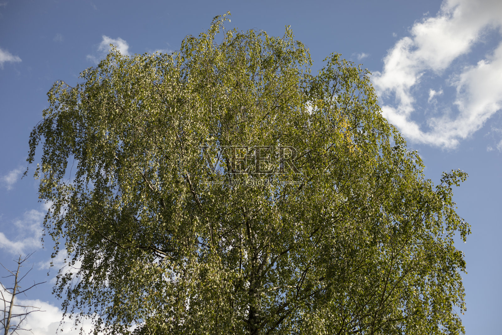 大型绿色树冠。公园里的树。高大的白桦树。照片摄影图片