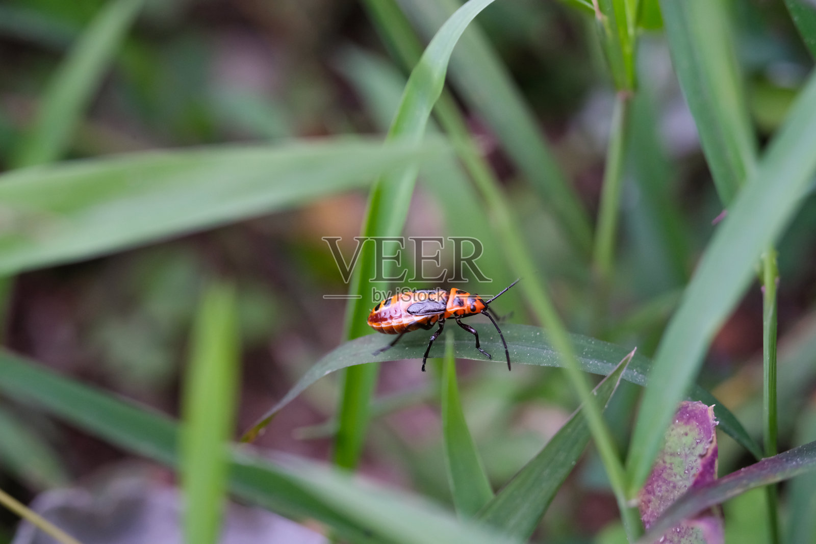 带带虫在长草上攀爬照片摄影图片