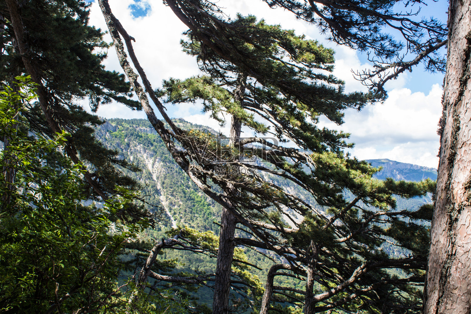 山中的松树照片摄影图片