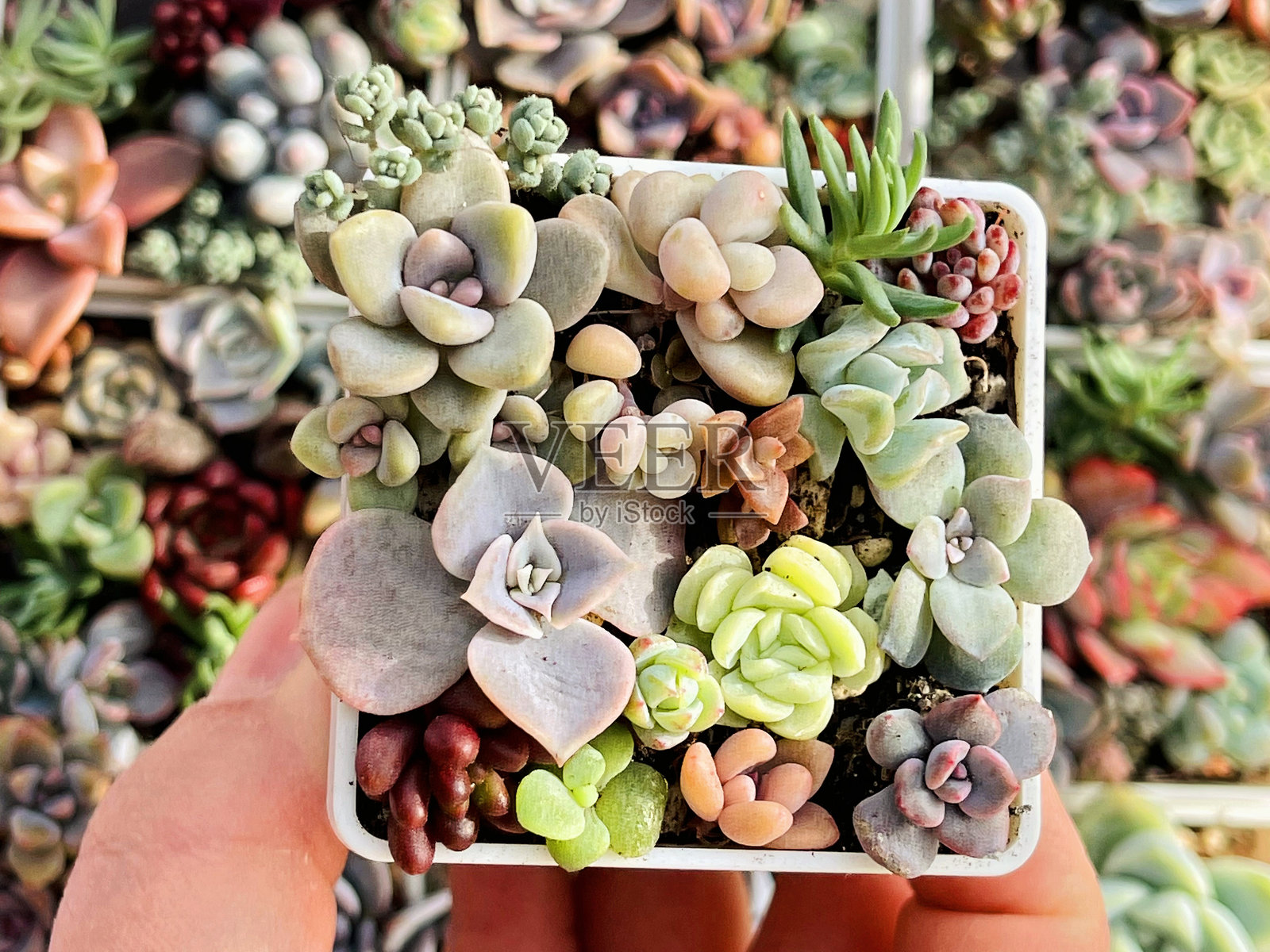 绿色迷你多肉植物花园俯视图。玫瑰花状的景天、石莲花和葡萄石莲。照片摄影图片