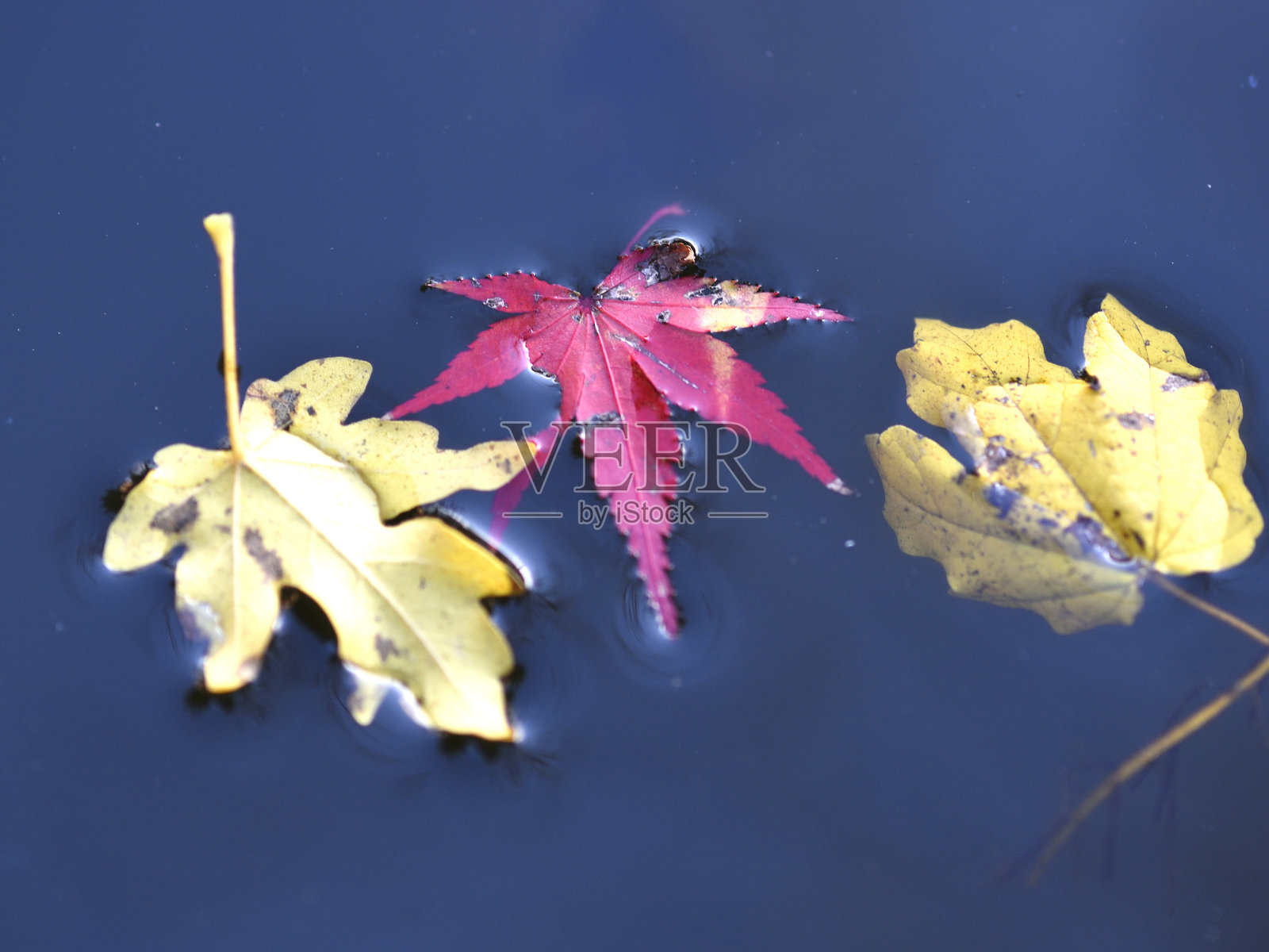 秋天的枫树叶照片摄影图片