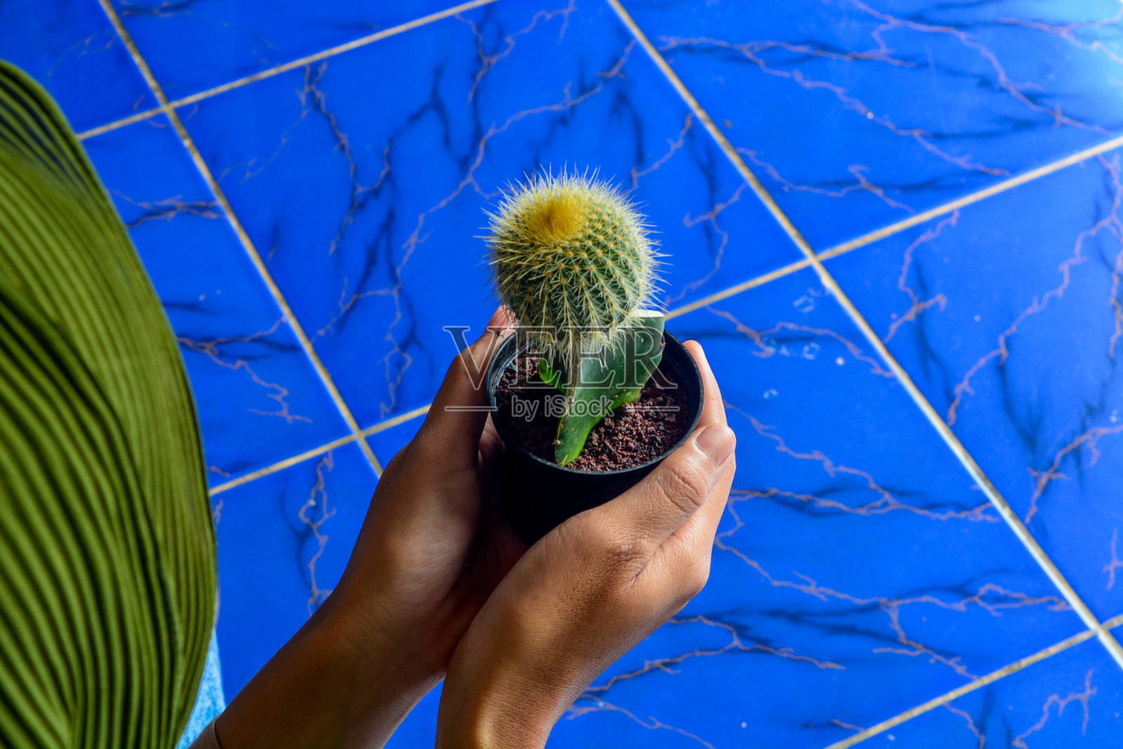 2023年5月，印度尼西亚沃诺索博：一位女性手持一个小花盆里的迷你仙人掌。照片摄影图片