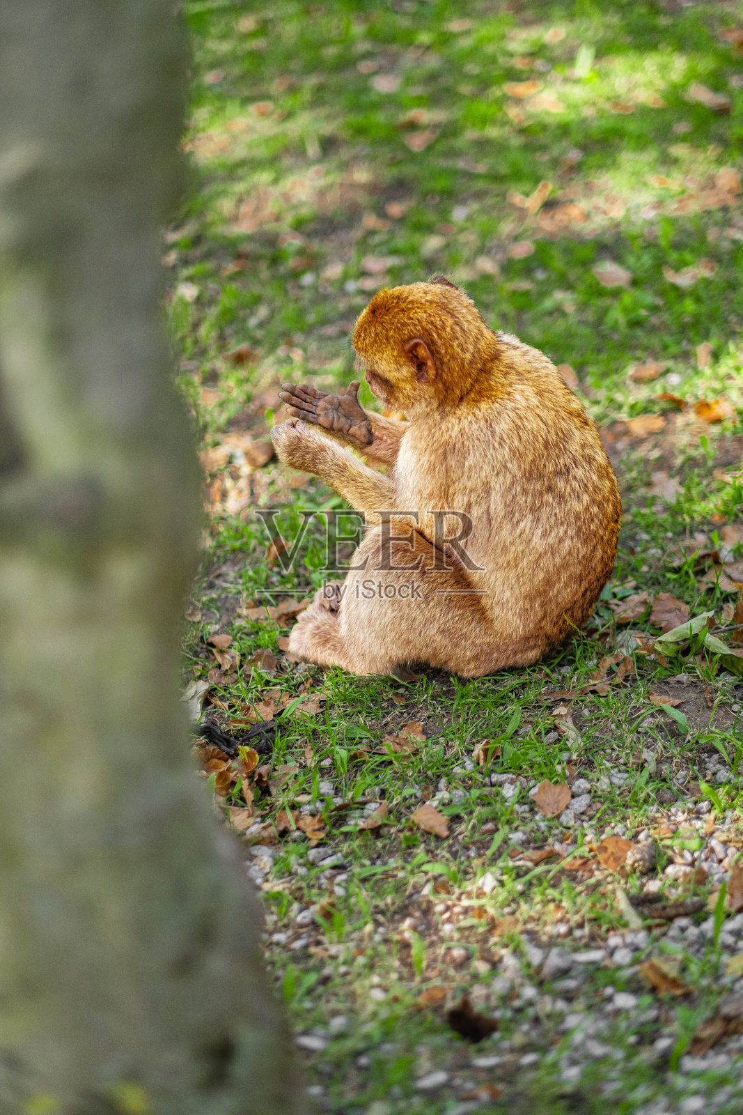 猴子坐在草地上，观察阳光明媚的公园环境。照片摄影图片