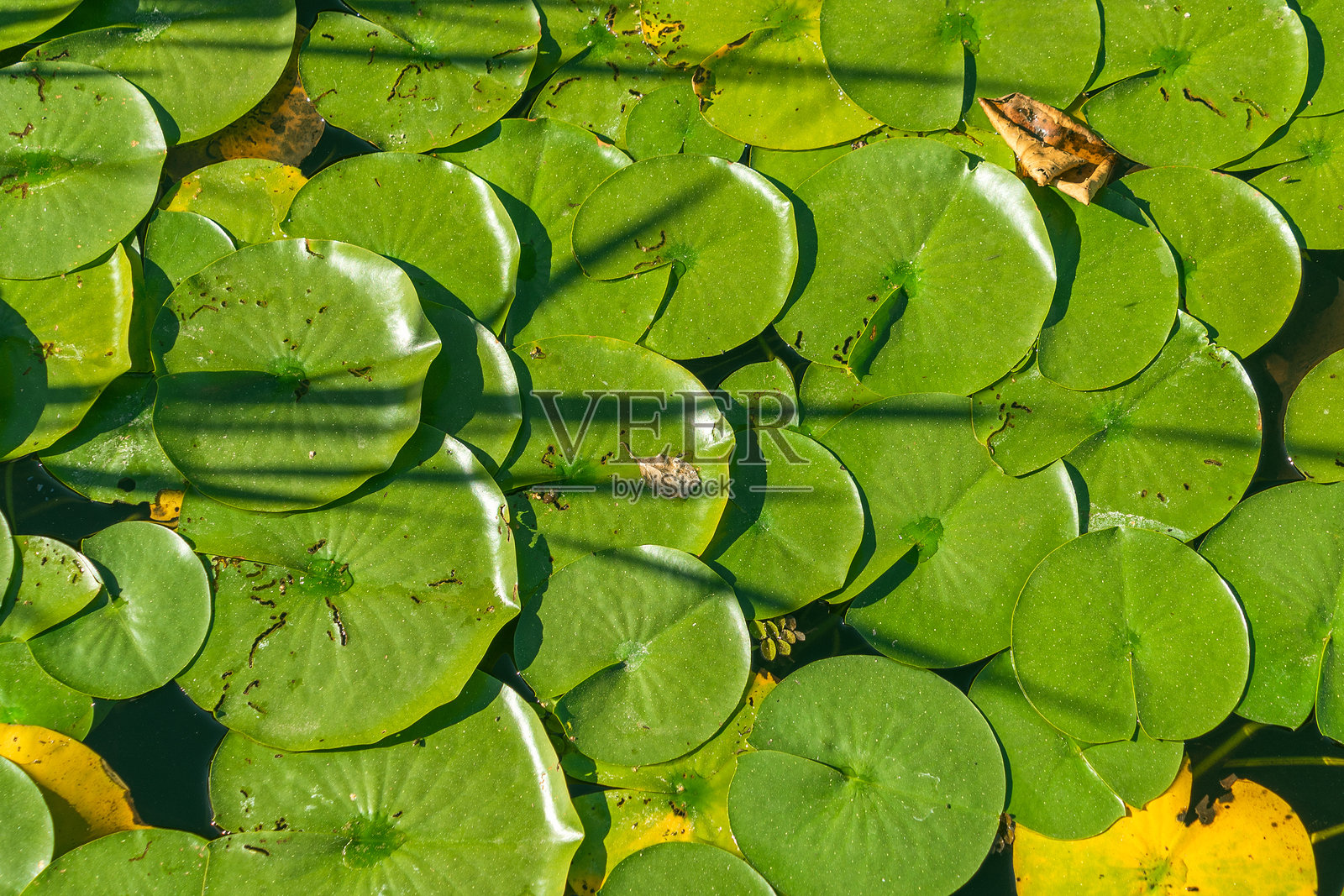 白睡莲，一种水生开花植物。绿色植物背景。照片摄影图片