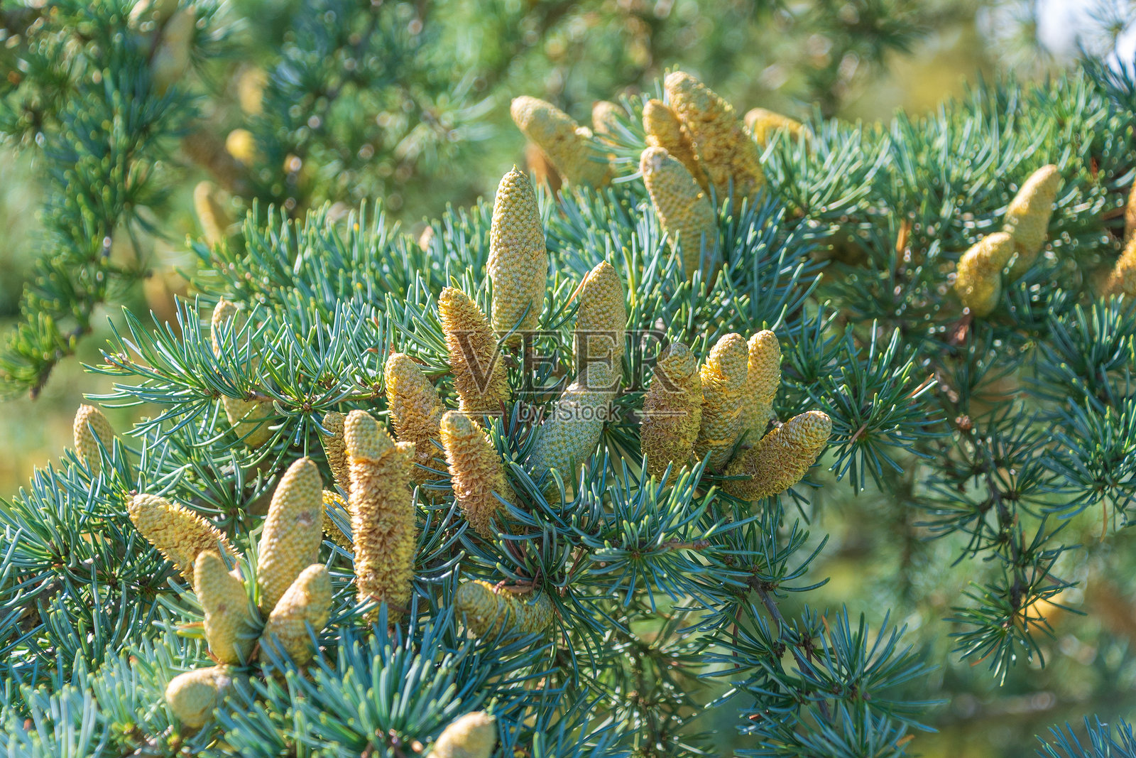 黎巴嫩雪松的圆锥体。照片摄影图片