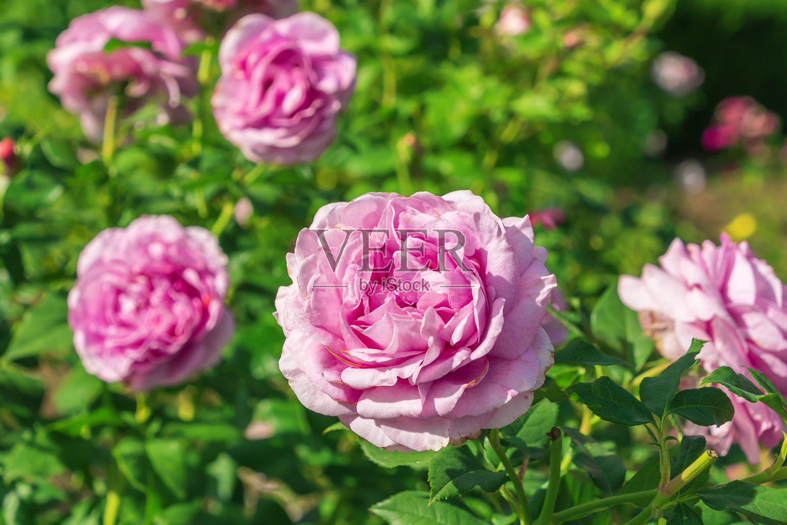 美丽的粉色露西娅玫瑰在花园中。纪念玫瑰。照片摄影图片