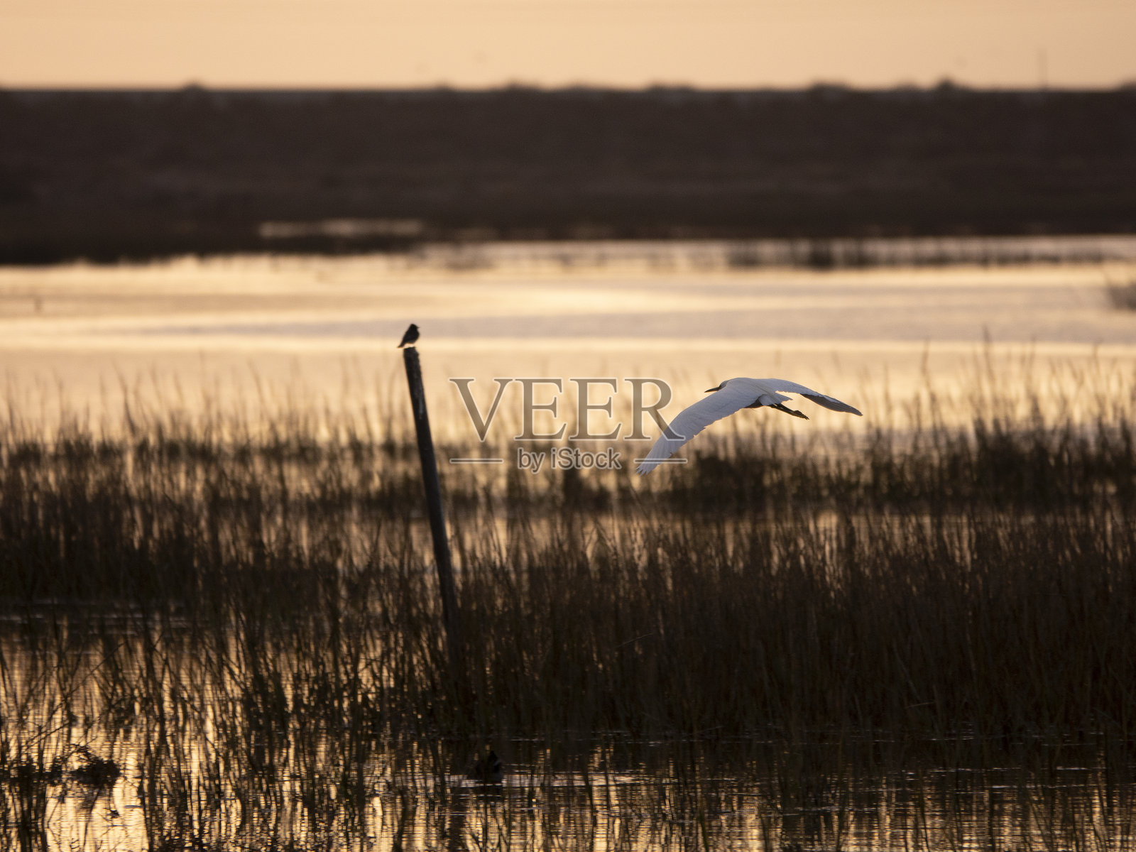 白鹭在泻湖边照片摄影图片