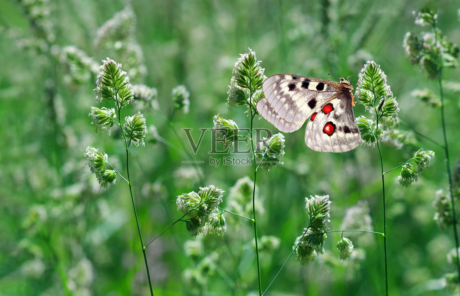 明亮的阿波罗蝴蝶栖息在绿草地上的一根草叶上照片摄影图片