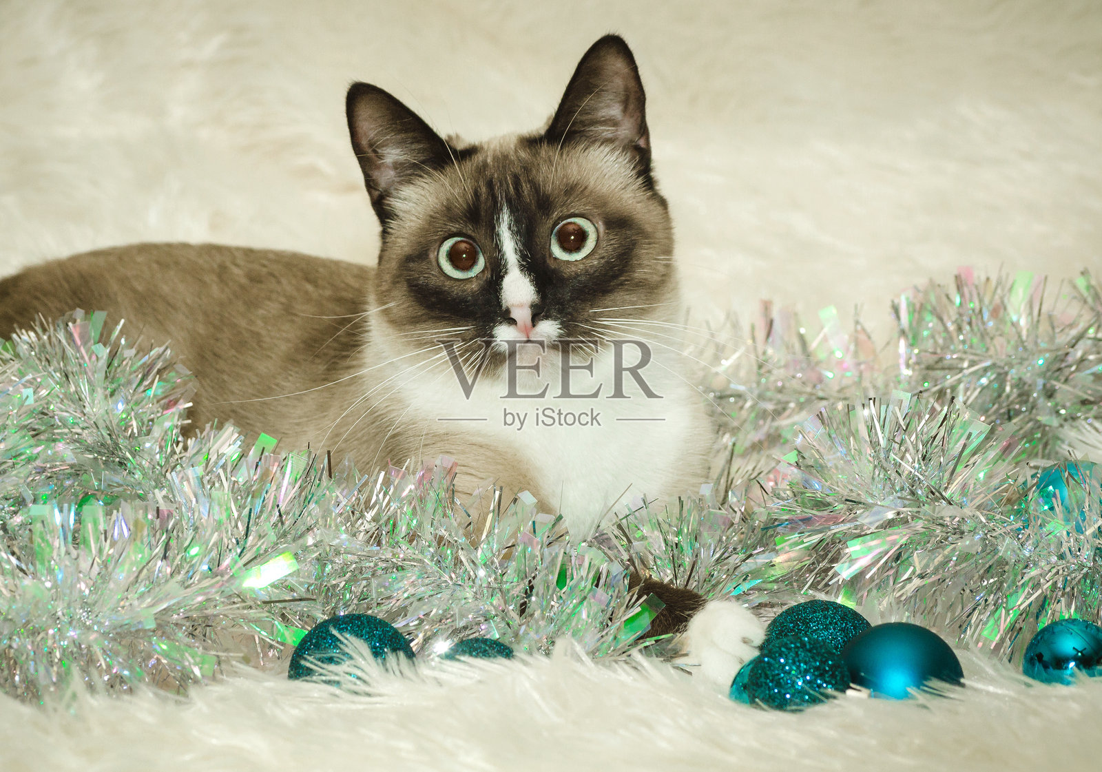 暹罗猫与圣诞球和圣诞花环照片摄影图片