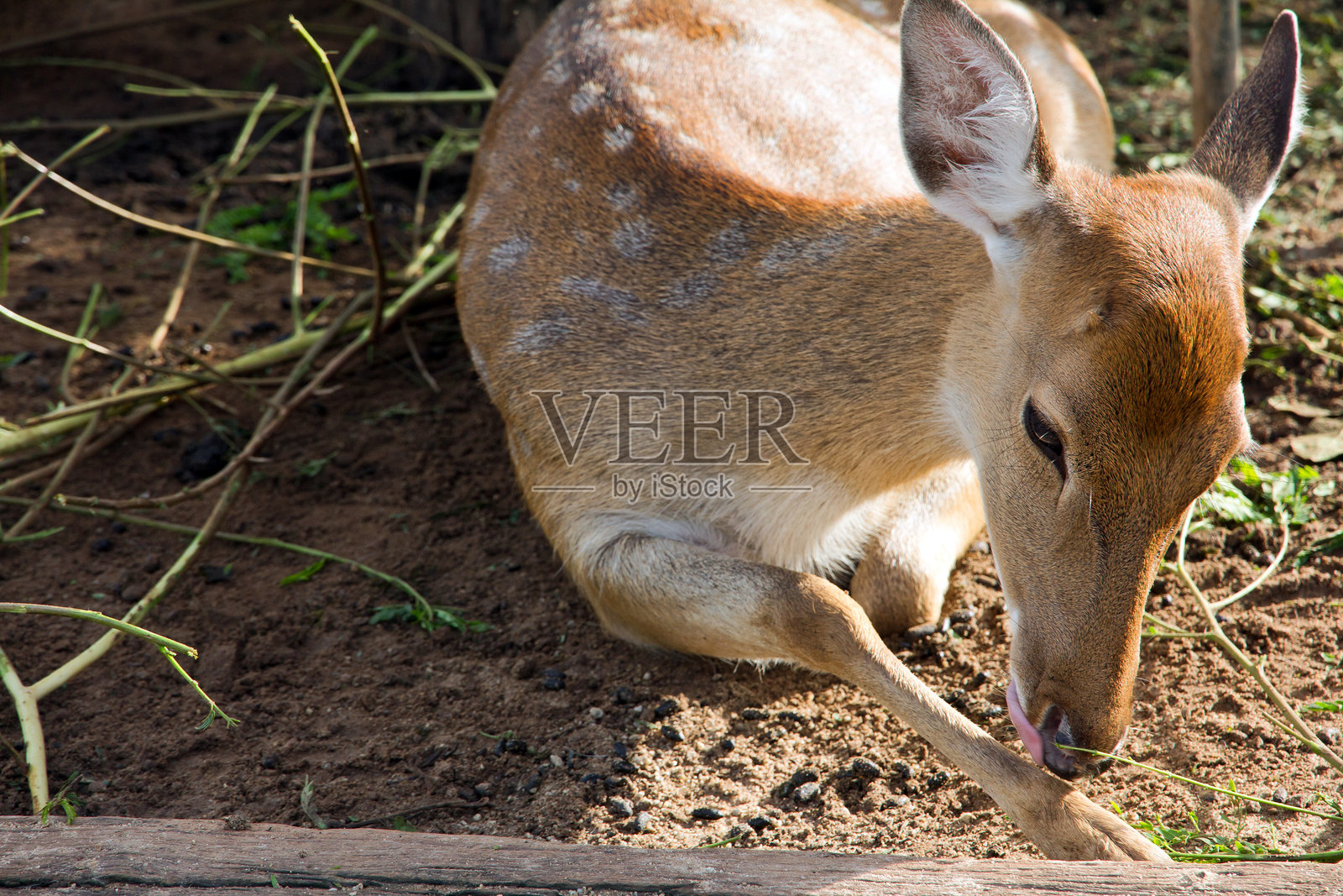 一只年轻的鹿躺在沙子上照片摄影图片
