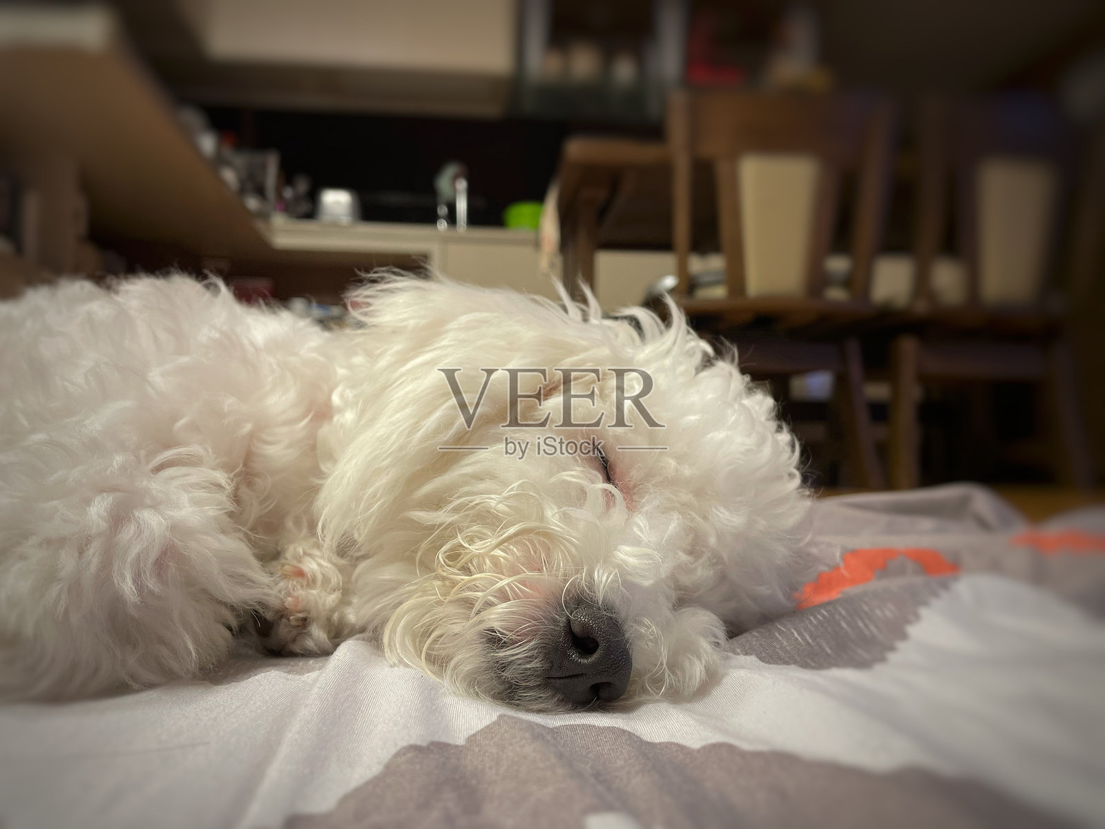 睡觉的狗照片摄影图片