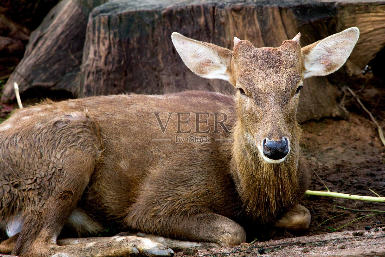 一只年轻的鹿躺在沙子上照片摄影图片