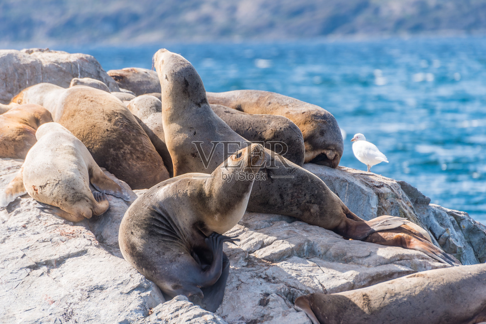 海狮在乌斯怀亚比格尔海峡附近的岩石海岸上与海鸥一起休息照片摄影图片